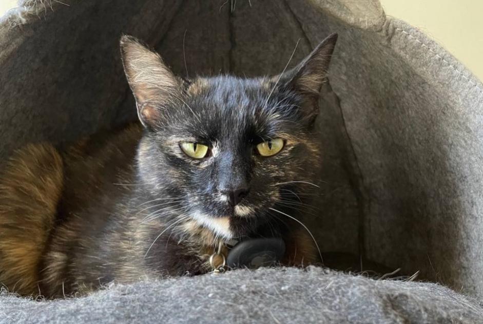 Disappearance alert Cat Female , 2 years Zürich Switzerland