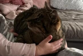 Disappearance alert Cat  Female , 3 years Valbirse Switzerland
