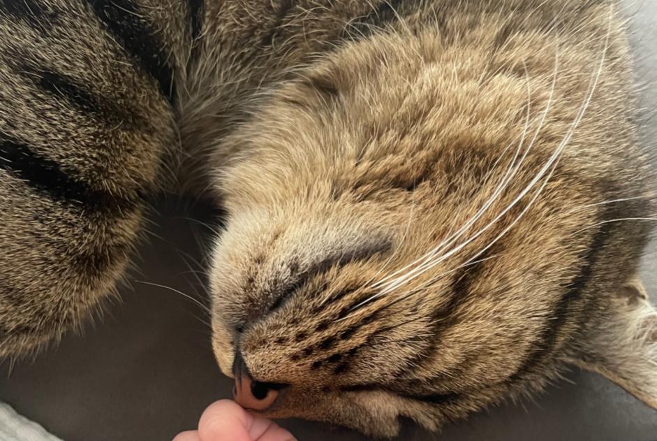 Disappearance alert Cat  Female , 3 years Valbirse Switzerland