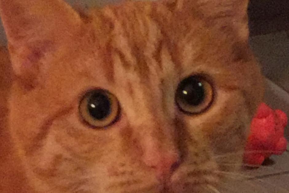 Disappearance alert Cat  Male , 4 years Conthey Switzerland