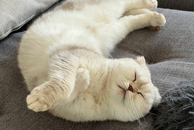 Disappearance alert Cat  Male , 6 years Prangins Switzerland