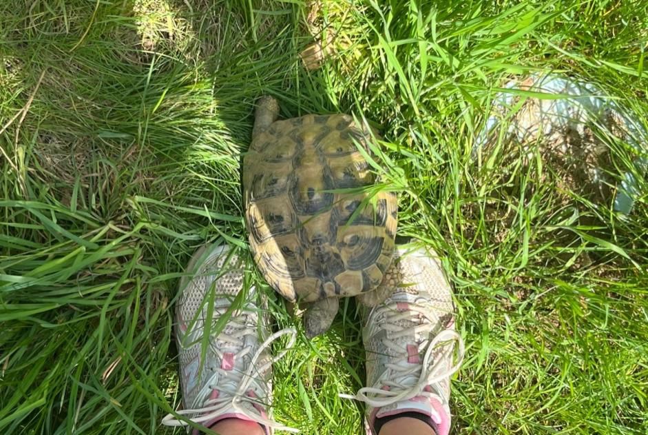 Disappearance alert Tortoise Female , 2025 years Delémont Switzerland