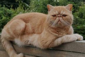 Alerta de Desaparición Gato  Macho , 6 años London Reino Unido