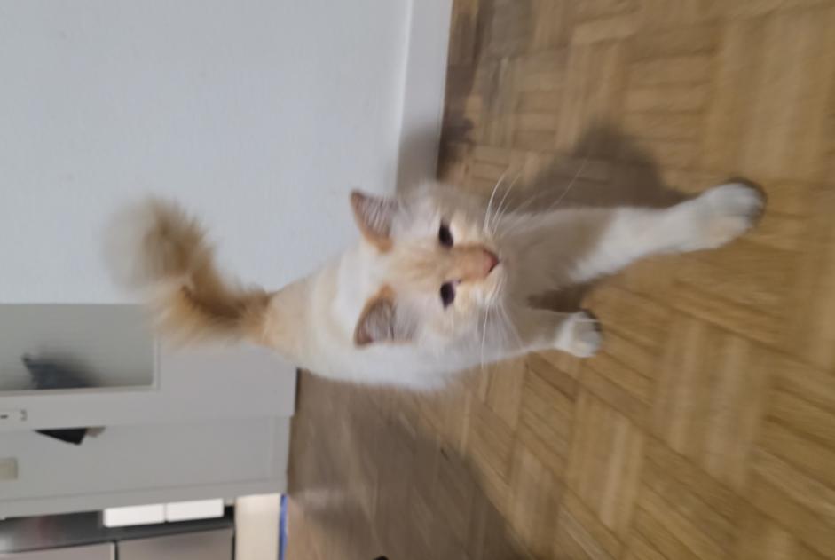 Alerta de Hallazgo Gato Desconocido Molenbeek-Saint-Jean Bélgica