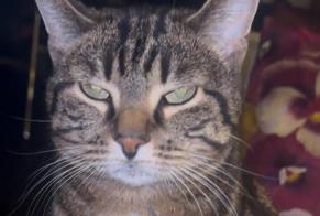 Alerta de Desaparición Gato Hembra , 5 años Lancy Suiza