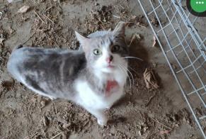 Alerta de Hallazgo Gato Macho , 3 años Val-de-Ruz Suiza