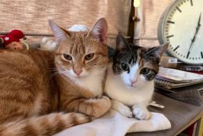 Alerta de Desaparición Gato cruce Macho , 1 años Namur Bélgica