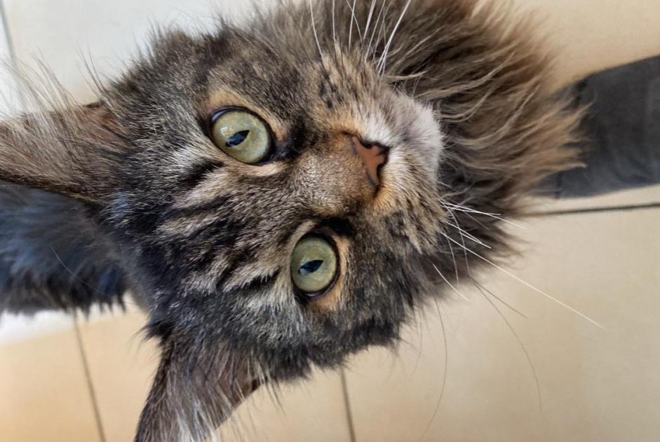 Alerta de Desaparición Gato  Hembra , 9 años Meyrin Suiza