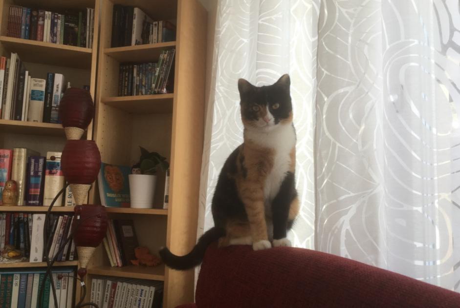 Alerta de Desaparición Gato Hembra , 9 años Courchavon Suiza