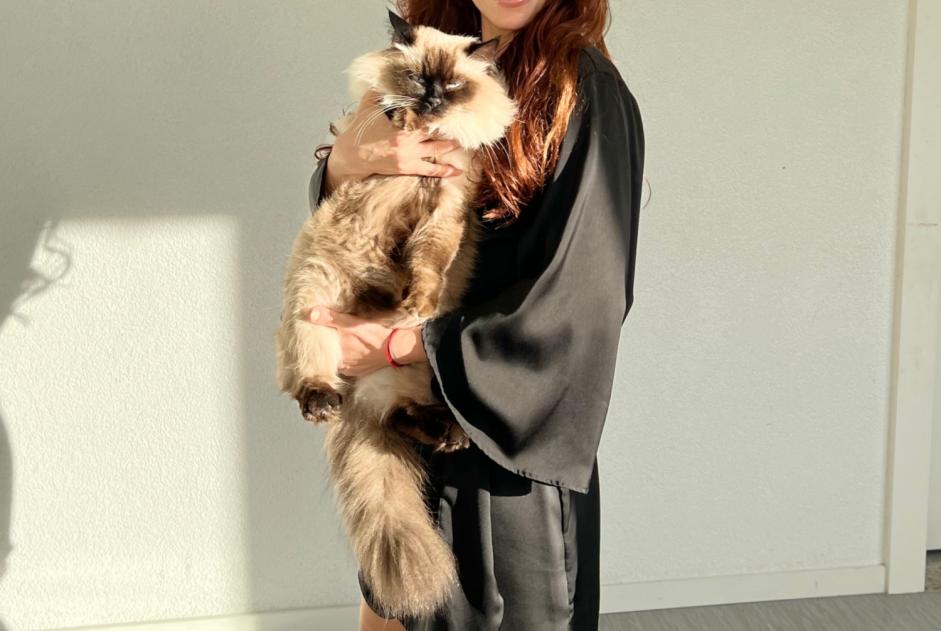 Alerta de Desaparición Gato  Hembra , 4 años Montreux Suiza