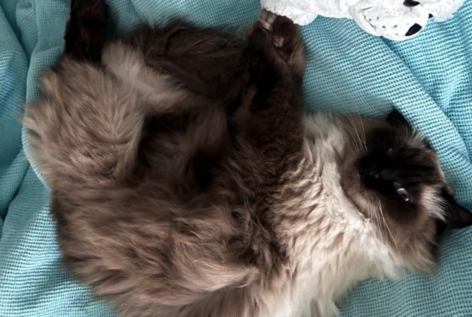 Alerta de Desaparición Gato  Hembra , 4 años Montreux Suiza