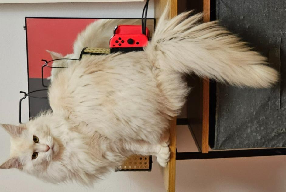 Alerta de Desaparición Gato  Hembra , 2 años Theux Bélgica