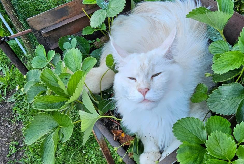 Alerta de Desaparición Gato  Hembra , 2 años Theux Bélgica