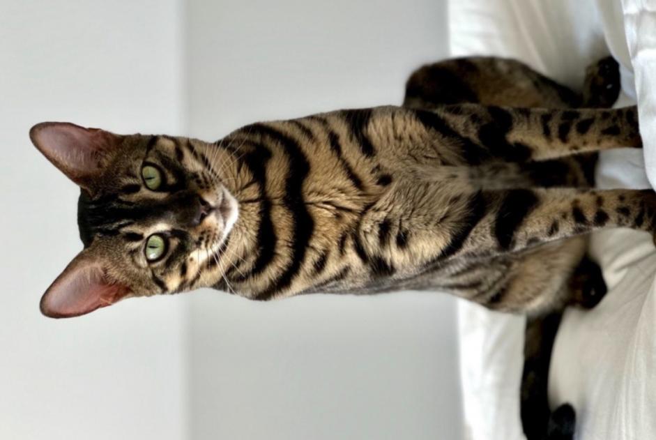 Alerta de Desaparición Gato  Macho , 3 años Collonge-Bellerive Suiza