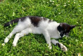 Alerta de Desaparición Gato  Hembra , 4 años Eysins Suiza