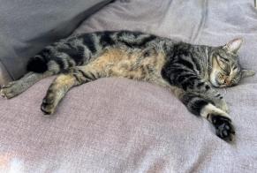 Alerta de Desaparición Gato Macho , 5 años Anhée Bélgica