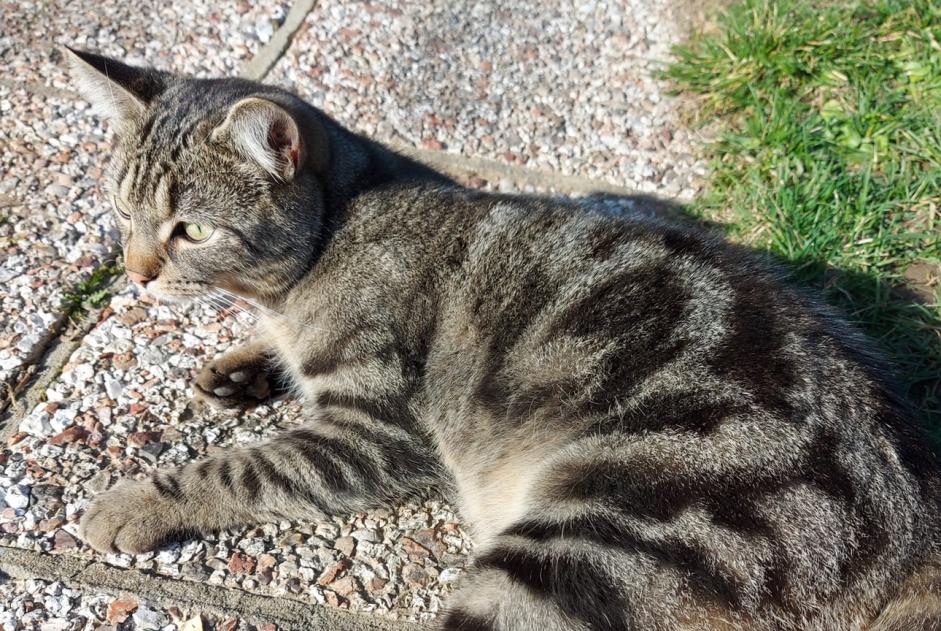 Alerta de Desaparición Gato Macho , 5 años Anhée Bélgica