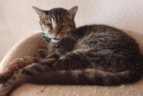 Alerta de Desaparición Gato  Macho , 14 años Bramois Suiza