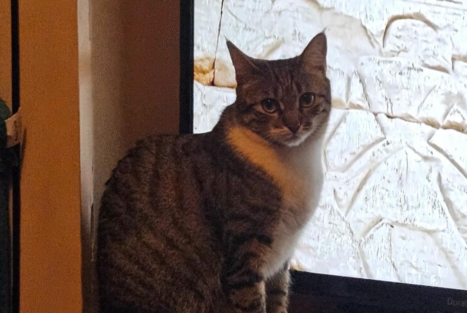 Alerta de Desaparición Gato  Hembra , 2 años Montreux Suiza