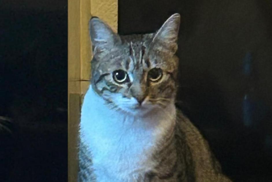 Alerta de Desaparición Gato  Hembra , 2 años Montreux Suiza
