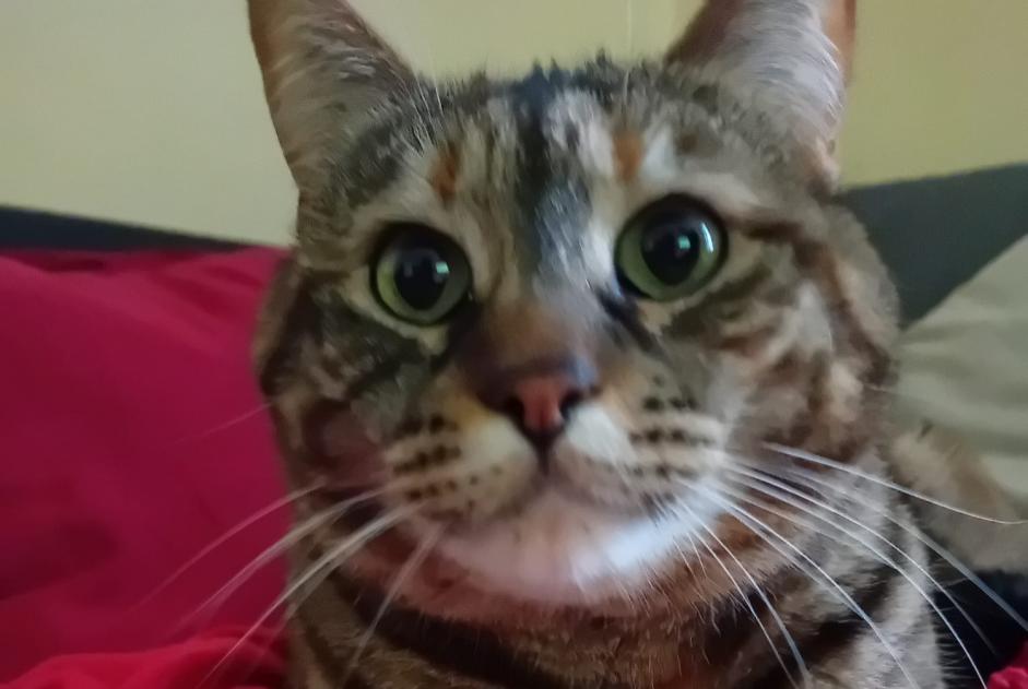 Alerta de Desaparición Gato Hembra , 7 años Saint-Gingolph Suiza