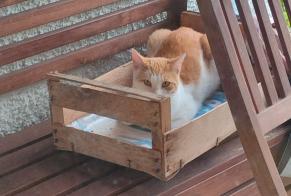 Alerta de Hallazgo Gato Macho Cortaillod Suiza