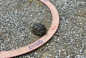 Alerta de Hallazgo Tortuga Hembra Ferreyres Suiza