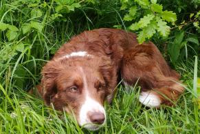 Alerta de Hallazgo Perro  Desconocido Saint-Maurice Suiza