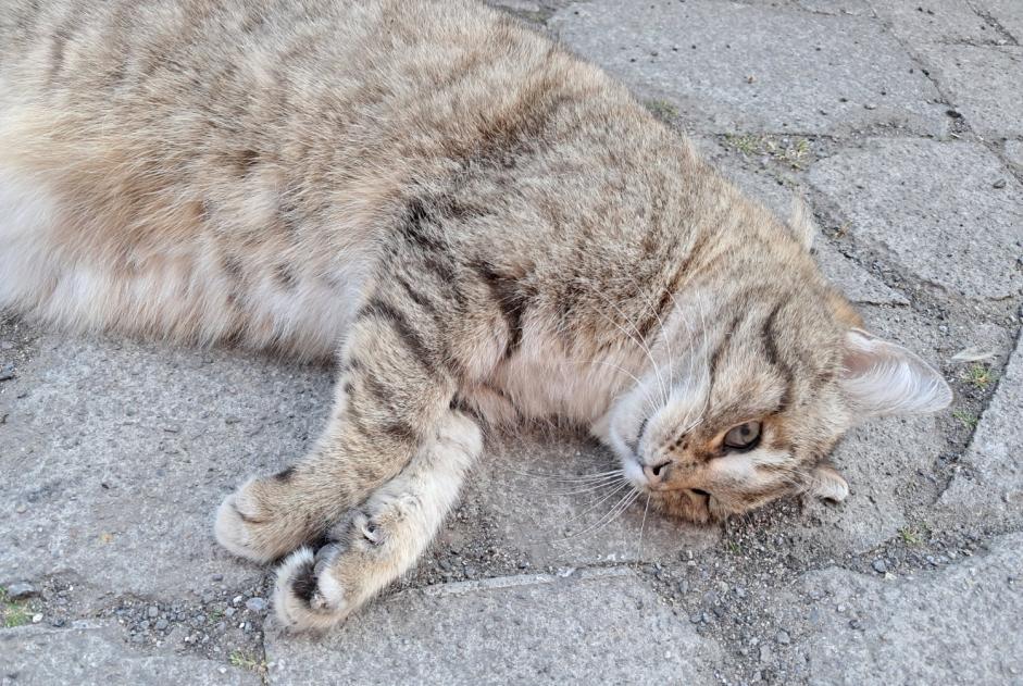 Alerta de Hallazgo Gato Desconocido Charleroi Bélgica