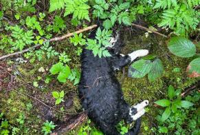 Alerta de Hallazgo Gato  Desconocido La Chaux-du-Milieu Suiza