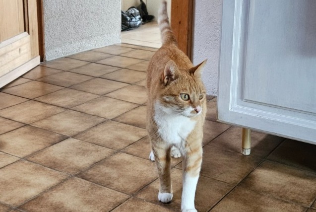 Alerta de Desaparición Gato  Macho , 10 años Bavois Suiza