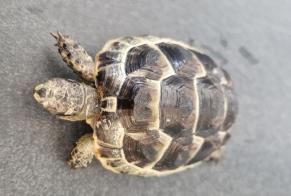 Alerta de Hallazgo Tortuga Desconocido Bulle Suiza