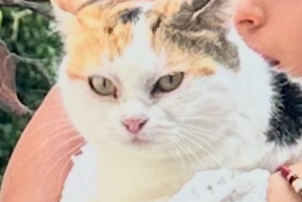 Alerta de Desaparición Gato  Macho , 1 años Cortaillod Suiza