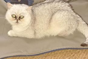 Alerta de Desaparición Gato  Hembra , 2 años Courtepin Suiza