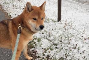 Alerta de Desaparición Perro  Macho , 3 años Martigny Suiza