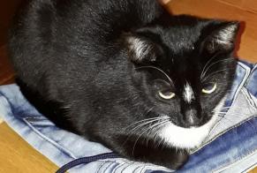Alerta de Desaparición Gato cruce Hembra , 8 años Tolochenaz Suiza