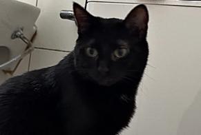 Alerta de Desaparición Gato Hembra , 10 años Wünnewil-Flamatt Suiza