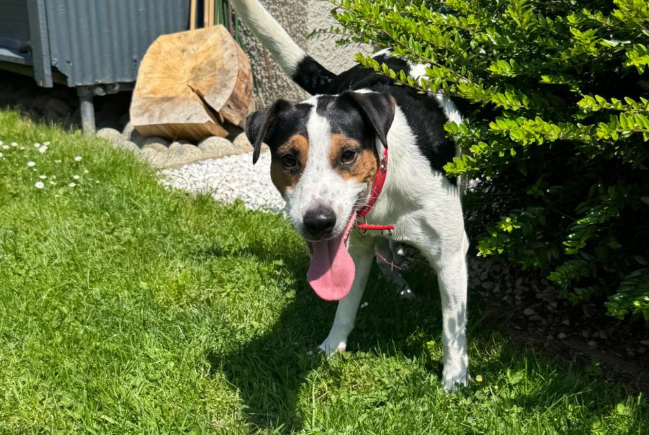 Alerta de Hallazgo Perro  Macho Evionnaz Suiza