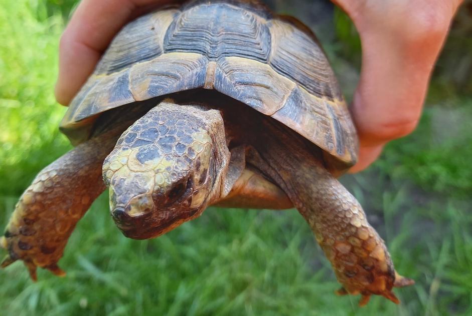 Alerta de Hallazgo Otros Tortue Desconocido Fribourg Suiza