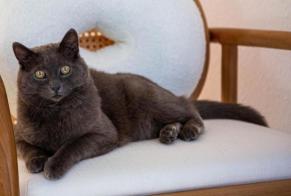 Alerta de Desaparición Gato Macho , 13 años Morges Suiza