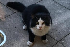 Alerta de Hallazgo Gato Desconocido Forel (Lavaux) Suiza
