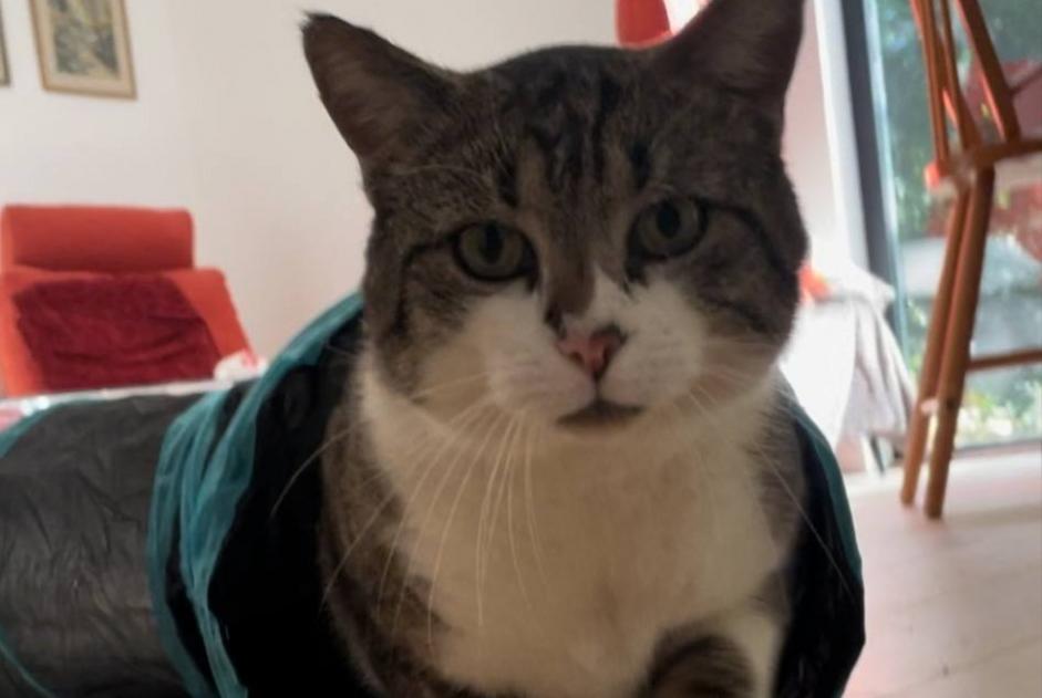 Alerta de Desaparición Gato Macho , 4 años Genappe Bélgica