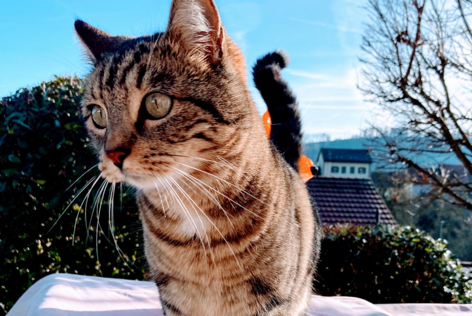 Alerta de Desaparición Gato cruce Hembra , 6 años Moudon Suiza