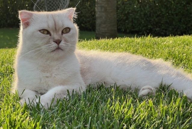 Alerta de Desaparición Gato  Macho , 6 años Prangins Suiza