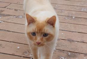 Alerta de Desaparición Gato cruce Macho , 3 años Puidoux Suiza