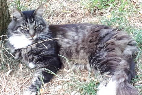 Alerte Disparition Chat  Mâle , 14 ans La Grange des Champs Belgique