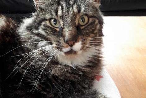 Alerte Disparition Chat  Mâle , 14 ans La Grange des Champs Belgique