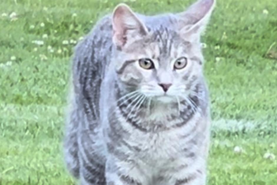 Alerte Disparition Chat Femelle , 1 ans Savigny Suisse