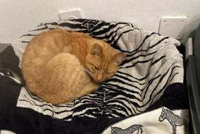 Alerte Disparition Chat Mâle , 12 ans Nendaz Suisse