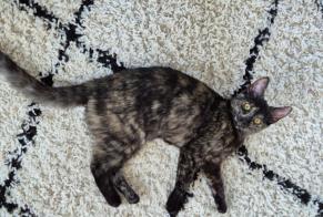 Alerte Disparition Chat croisement Femelle , 1 ans Braine-le-Comte Belgique